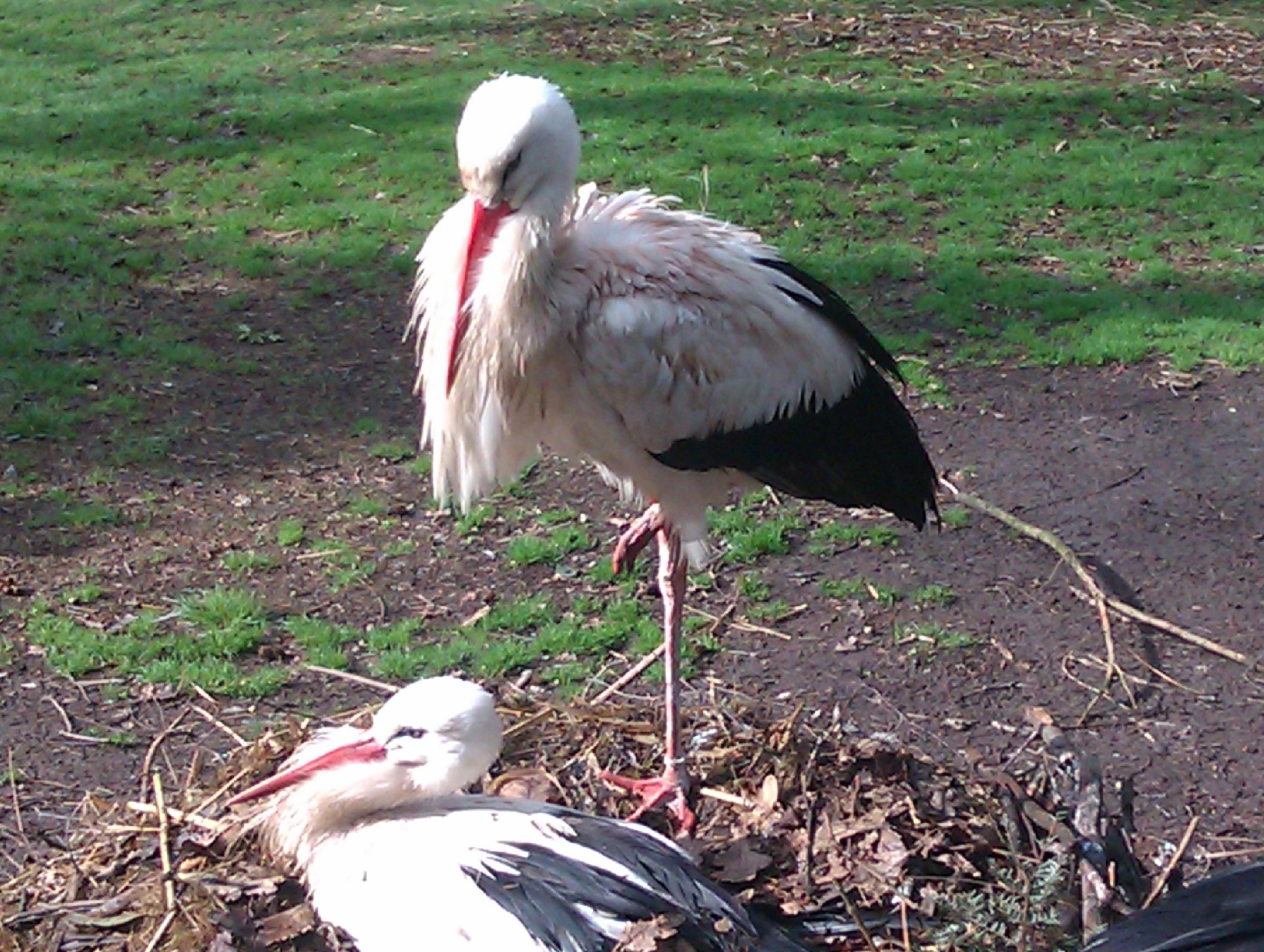 Weißstorche können in fast allen Orten beobachtet werden